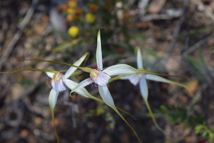 Caladenia longicauda-White-spider-orchid-0003.JPG